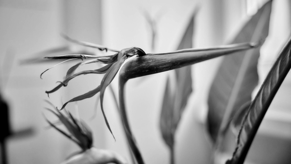 blumen